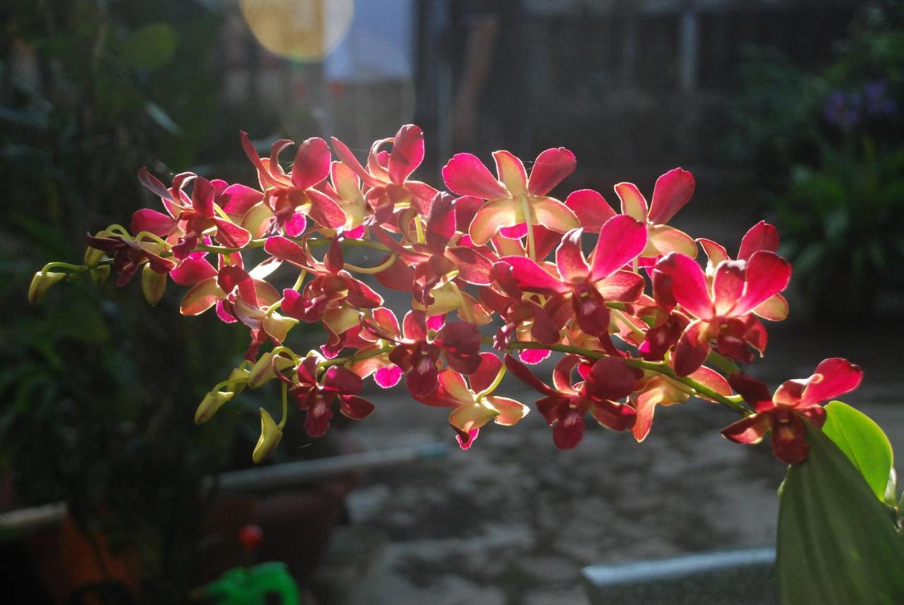 Villa Orchid Garden Riverside Хойан Экстерьер фото