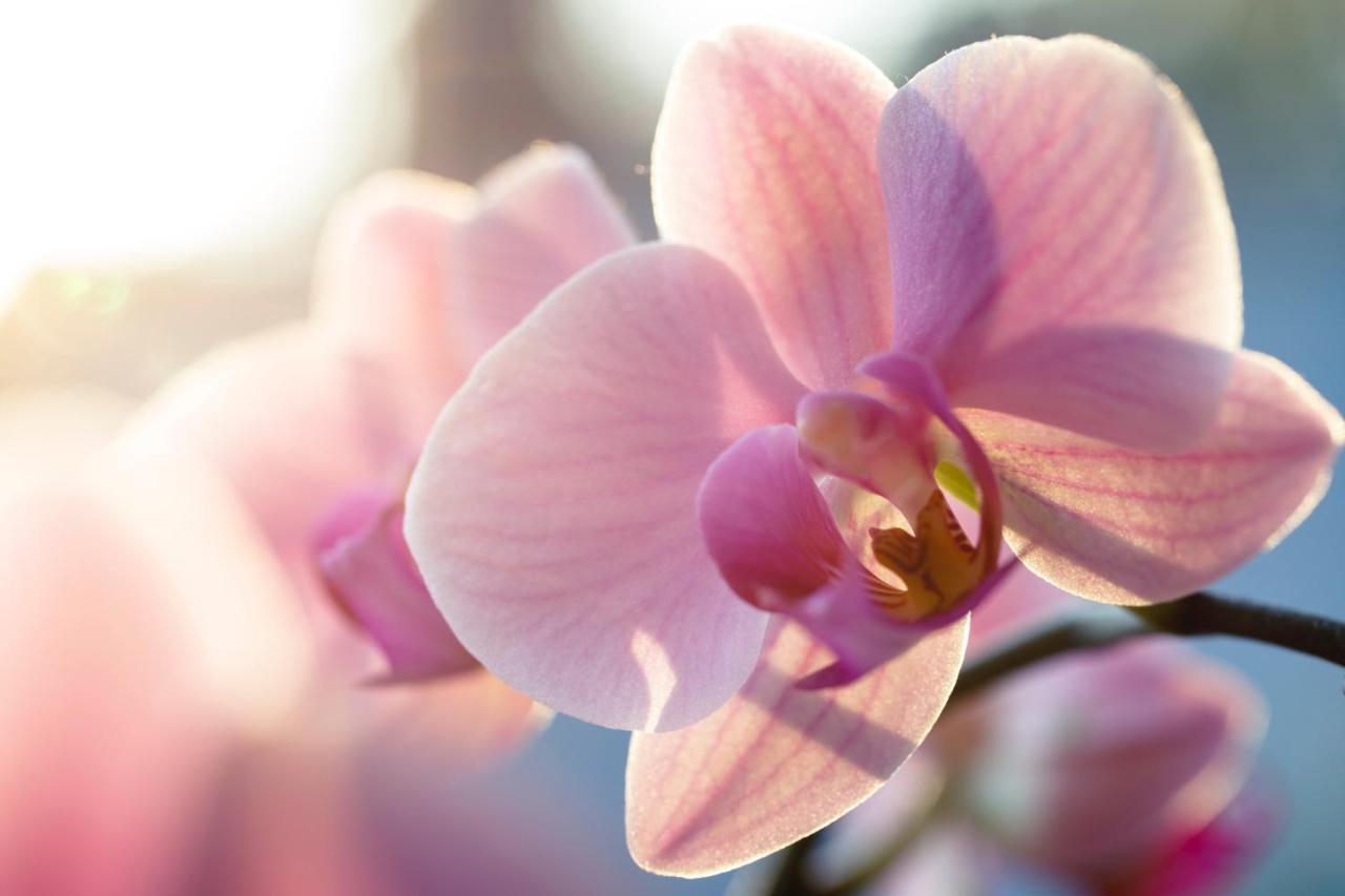 Villa Orchid Garden Riverside Хойан Экстерьер фото
